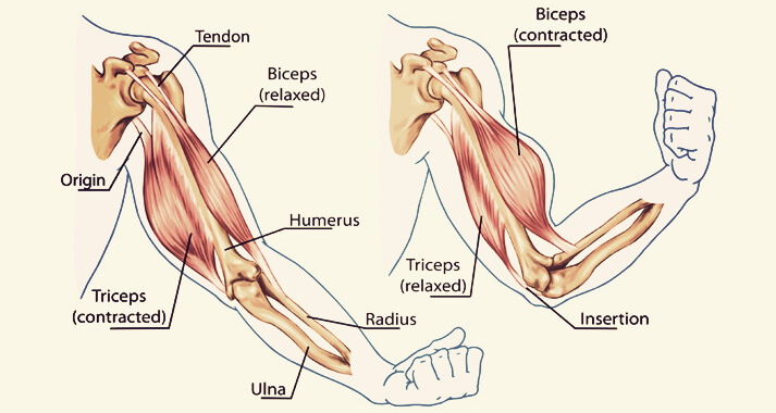 Bicep-Tricep