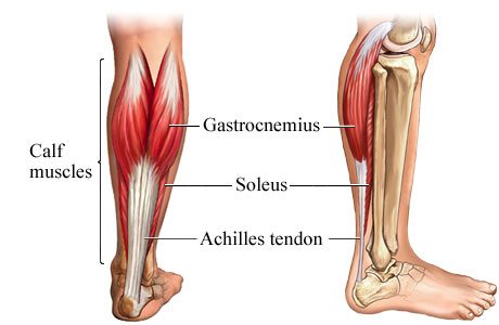 Gastrocnemius