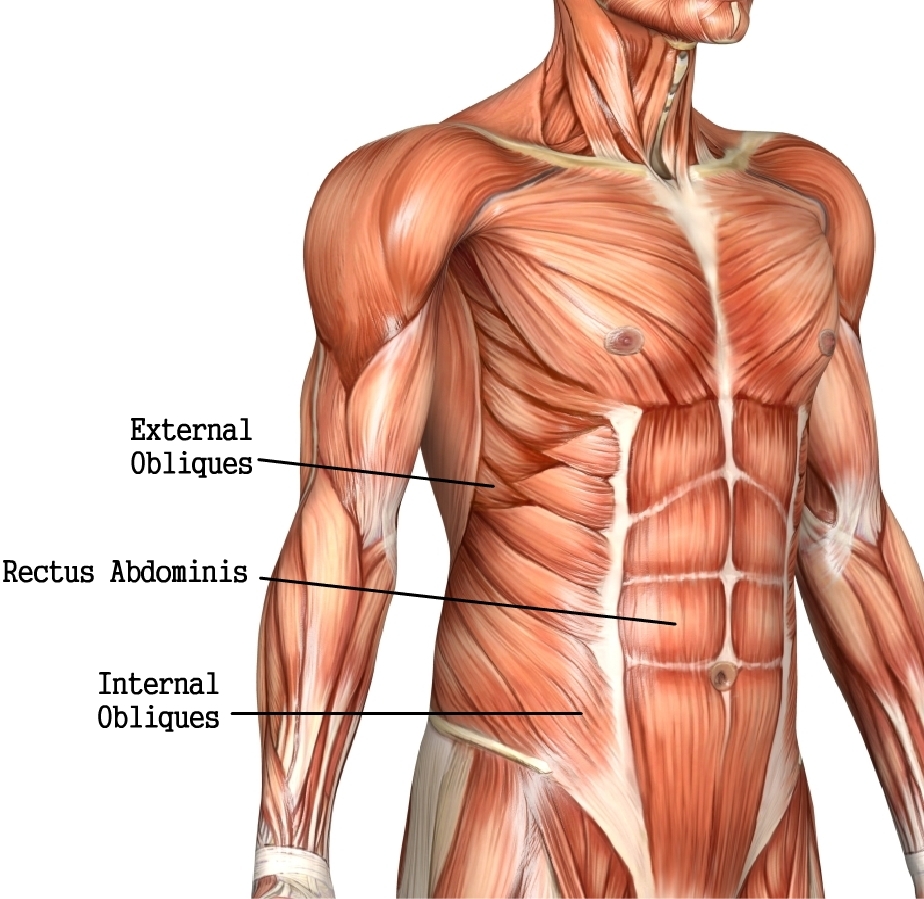 Abdominus