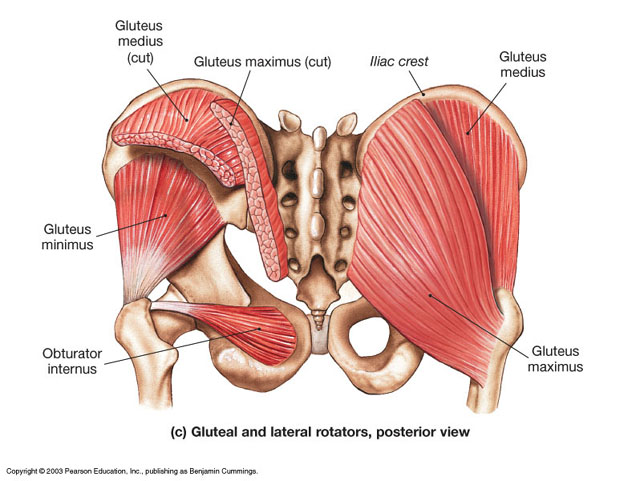 Gluteus