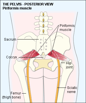 Piriformis