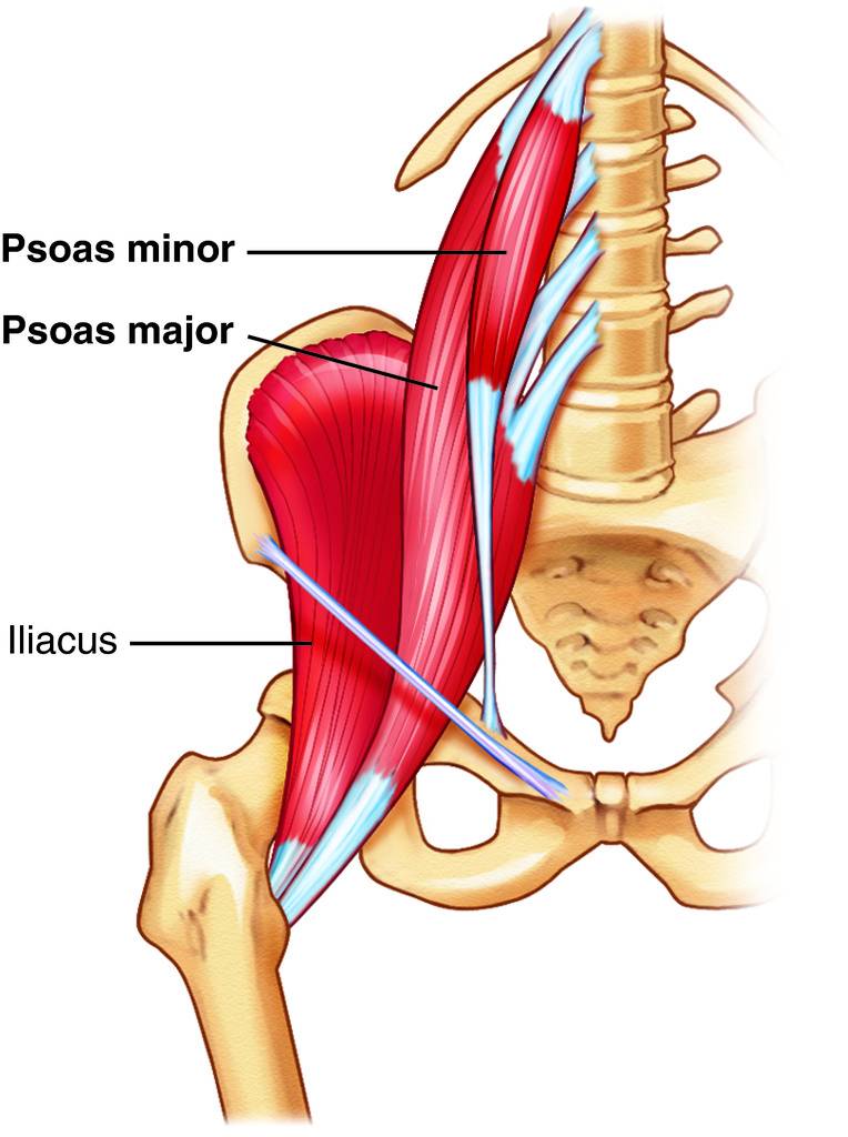 Psoas-Iliacus