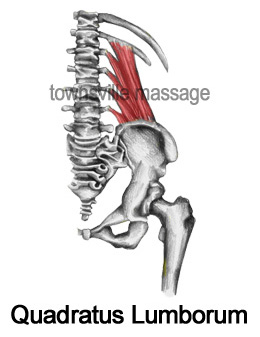 Quadratus-Lumborum