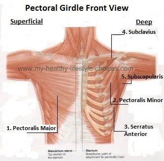 Pectoralis