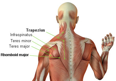 Trapezius